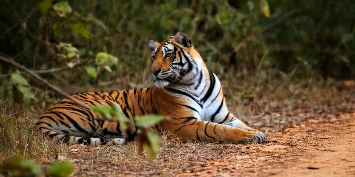 Ranthambore