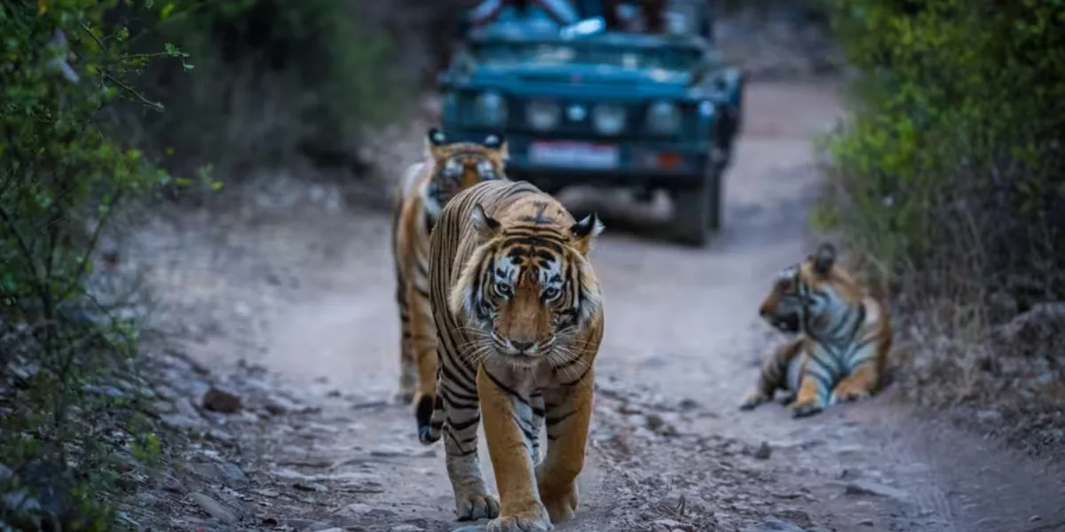 Three Days Jaipur Ranthambore Tour Package | 30% Off